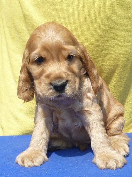 18. Grey pod Ořechem-fialová.JPG